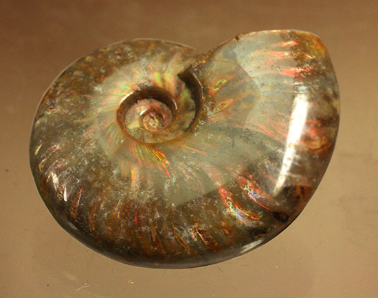 光線がまばゆい、マダガスカル産白亜紀の光るアンモナイト(Ammonite)（その2）
