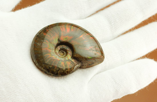 光線がまばゆい、マダガスカル産白亜紀の光るアンモナイト(Ammonite)/中生代白亜紀（1億3500万 -- 6500万年前）【an1083】