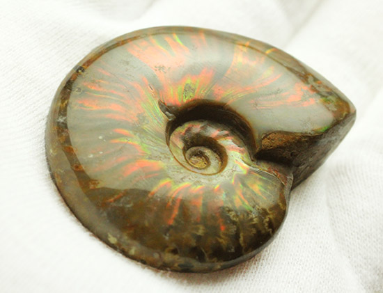 光線がまばゆい、マダガスカル産白亜紀の光るアンモナイト(Ammonite)（その4）
