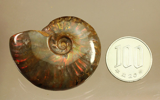 光線がまばゆい、マダガスカル産白亜紀の光るアンモナイト(Ammonite)（その5）