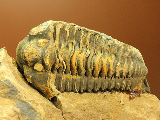 体節のうねりがすごい！カリメネ三葉虫ノジュール標本/古生代オルドビス紀（5億500万 -- 4億4600万年前）【tr506】