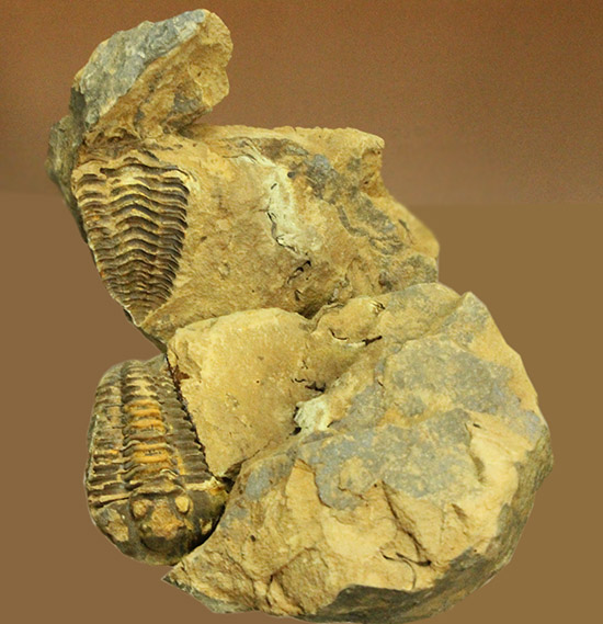 体節のうねりがすごい！カリメネ三葉虫ノジュール標本/古生代オルドビス紀（5億500万 -- 4億4600万年前）【tr506】