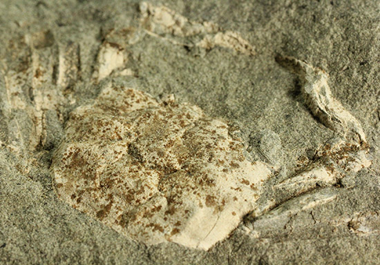 保存状態極めて良し、本来の形を残した見事なカニの化石（その1）