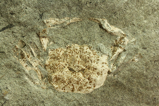 保存状態極めて良し、本来の形を残した見事なカニの化石（その10）