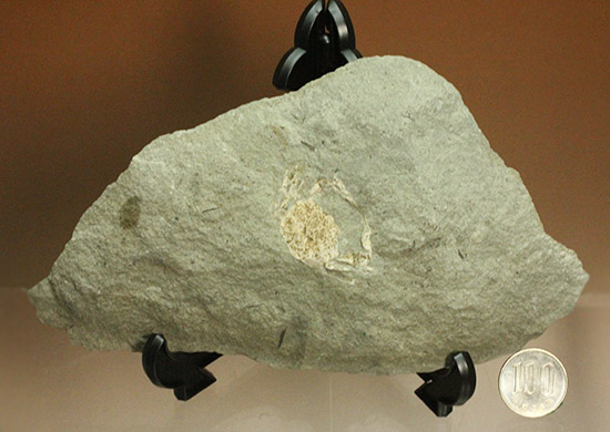 保存状態極めて良し、本来の形を残した見事なカニの化石（その11）