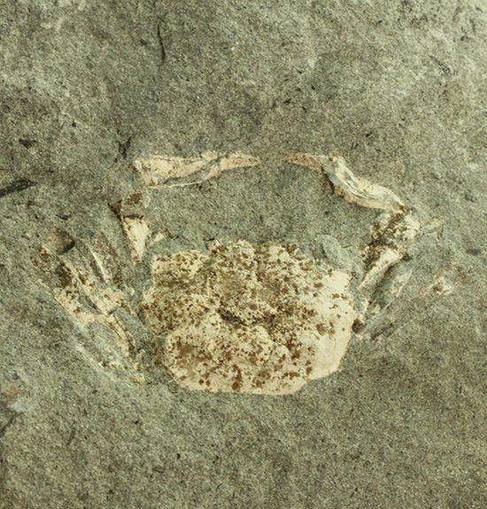 保存状態極めて良し、本来の形を残した見事なカニの化石（その2）