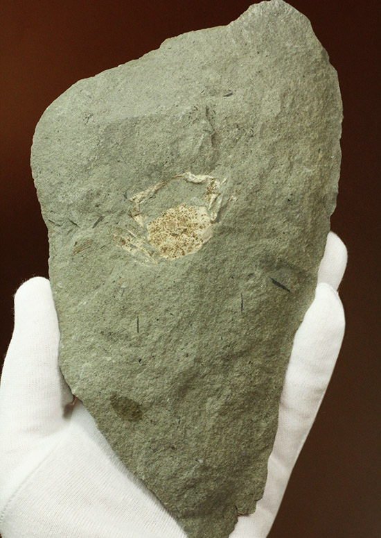保存状態極めて良し、本来の形を残した見事なカニの化石（その3）
