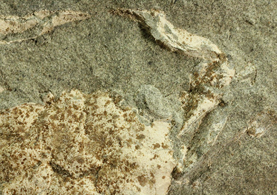 保存状態極めて良し、本来の形を残した見事なカニの化石（その6）