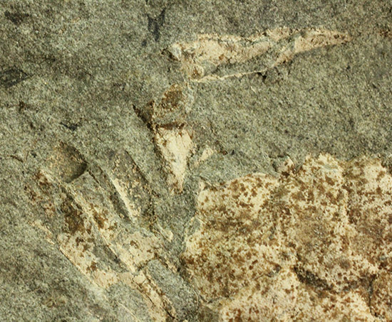 保存状態極めて良し、本来の形を残した見事なカニの化石（その7）
