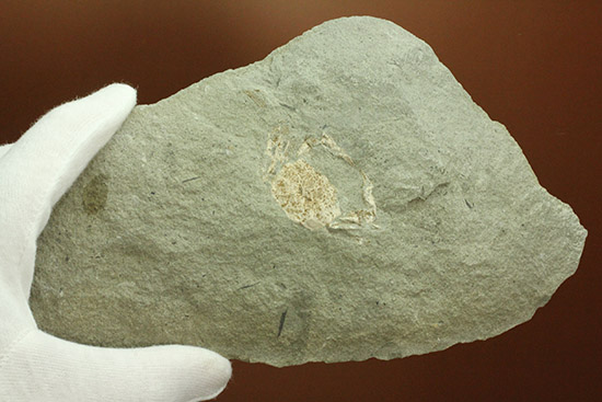 保存状態極めて良し、本来の形を残した見事なカニの化石（その8）