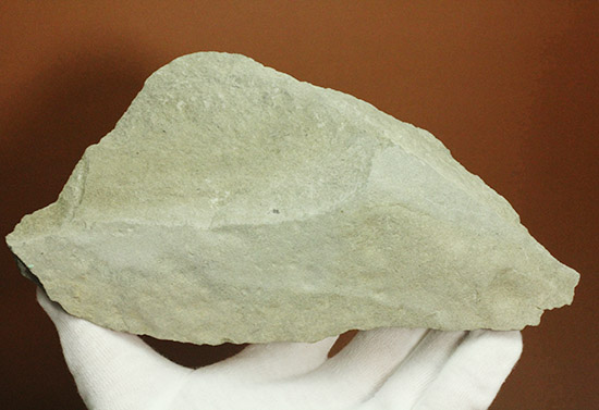 保存状態極めて良し、本来の形を残した見事なカニの化石（その9）