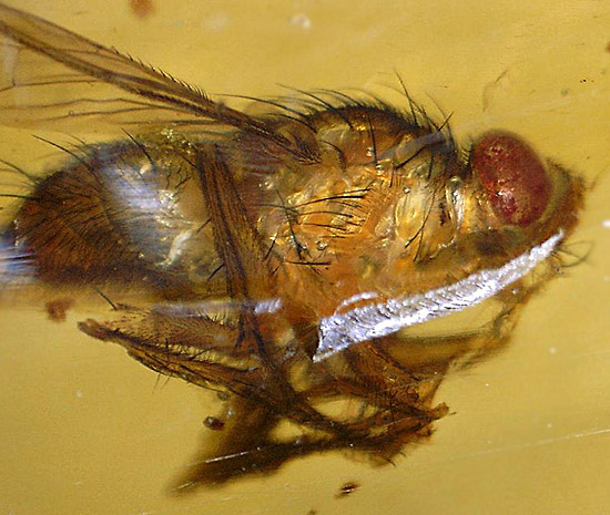 驚きの保存状態！１００万年前の木の樹脂に取り込まれた虫を内包するコーパル。/新生代（6500万年前 -- 現在）【ot939】