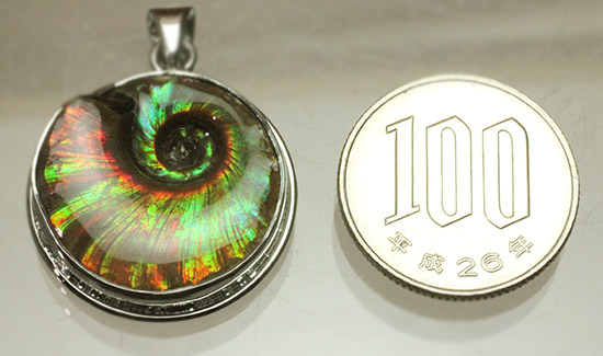 惚れ惚れする輝き!イリデッセンスアンモナイトのペンダントトップ(Ammonite)(その13)