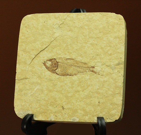 骨格が見事に保存された、アメリカワイオミング州産、ニシン科の魚化石ゴシウテクティス/新生代第三紀（6500万 -- 260万年前）【ot947】