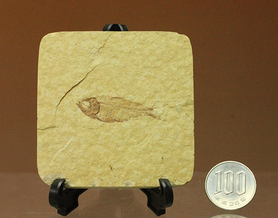 骨格が見事に保存された、アメリカワイオミング州産、ニシン科の魚化石ゴシウテクティス（その12）