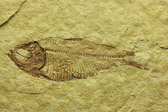 骨格が見事に保存された、アメリカワイオミング州産、ニシン科の魚化石ゴシウテクティス（その2）