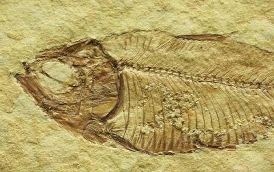 骨格が見事に保存された、アメリカワイオミング州産、ニシン科の魚化石ゴシウテクティス（その3）