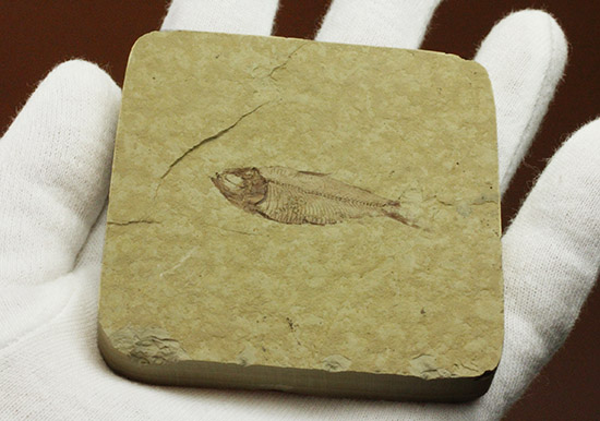 骨格が見事に保存された、アメリカワイオミング州産、ニシン科の魚化石ゴシウテクティス（その5）