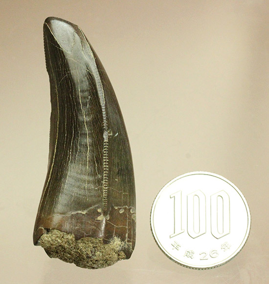 ずっと大切に所有していただきたい宝物、これぞパーフェクトコレクション。ティラノサウルス・レックスの前上顎骨歯。（その20）
