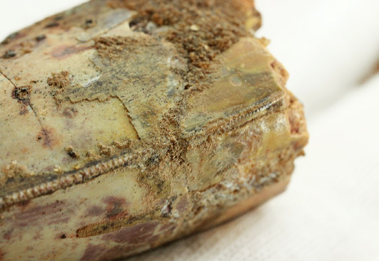 両刃ともに美しいセレーションが続く！素晴らしいフォルム。カルカロドントサウルスの歯化石。（その12）