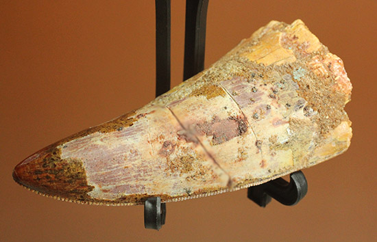 両刃ともに美しいセレーションが続く！素晴らしいフォルム。カルカロドントサウルスの歯化石。（その7）
