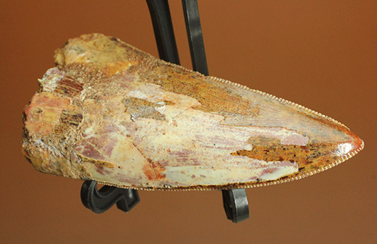 両刃ともに美しいセレーションが続く！素晴らしいフォルム。カルカロドントサウルスの歯化石。（その8）