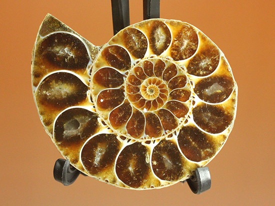 マダガスカルマハジャンガ州産。螺旋曲線の美しさが際立つ、アンモナイトペア化石（その11）