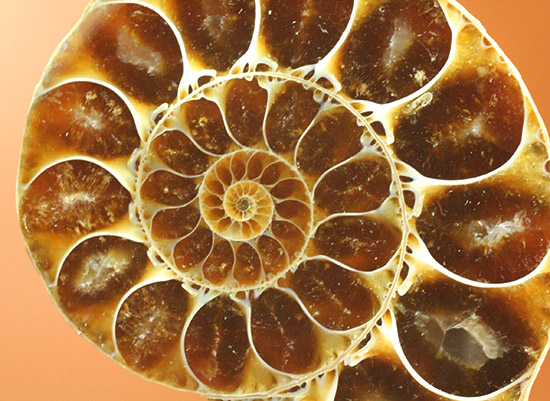 マダガスカルマハジャンガ州産。螺旋曲線の美しさが際立つ、アンモナイトペア化石（その16）