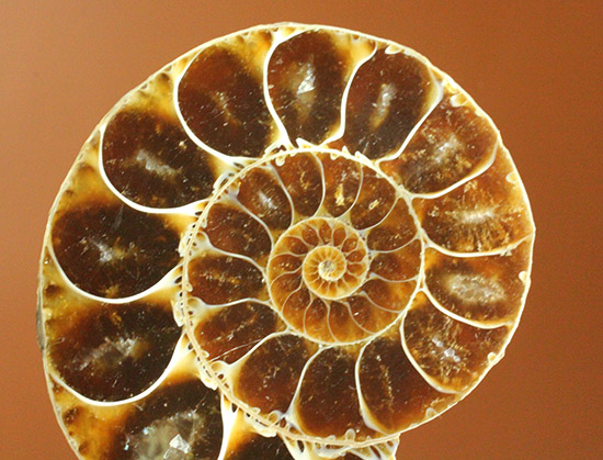 マダガスカルマハジャンガ州産。螺旋曲線の美しさが際立つ、アンモナイトペア化石（その2）