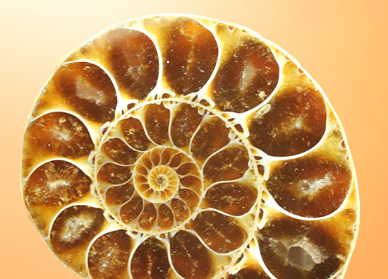 マダガスカルマハジャンガ州産。螺旋曲線の美しさが際立つ、アンモナイトペア化石（その5）