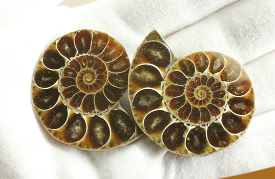 マダガスカルマハジャンガ州産。螺旋曲線の美しさが際立つ、アンモナイトペア化石（その6）
