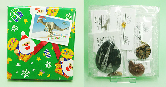 本物化石バラエティセットC　子ども用クリスマスプレゼントに最適！ラッピング無料！（オルソセラス大またはゴニアタイト大、光るファイヤーアンモナイト、ヘマタイトアンモナイト、スピノサウルスの歯、古代サメの歯、琥珀）/詳しくは商品説明をご確認ください【ot951】