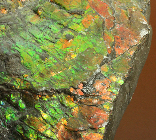 発色が素晴らしく、全面にイリデッセンスが見られるカナダ産アンモライト（中心部ヘソが見られる希少標本）/中生代白亜紀（1億3500万 -- 6500万年前）【al160】
