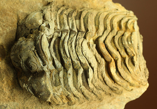 ２つで１セットのお得標本！初期の三葉虫がノジュール化石で見られます。カリメネ種（その1）