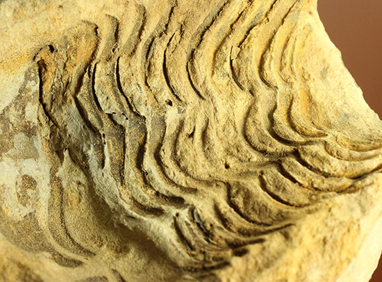 ２つで１セットのお得標本！初期の三葉虫がノジュール化石で見られます。カリメネ種（その11）