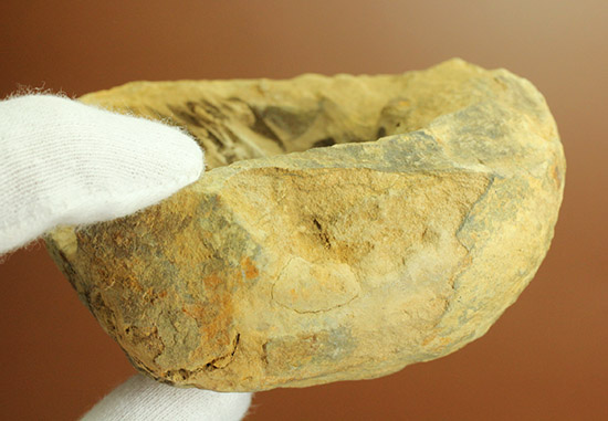 ２つで１セットのお得標本！初期の三葉虫がノジュール化石で見られます。カリメネ種（その12）