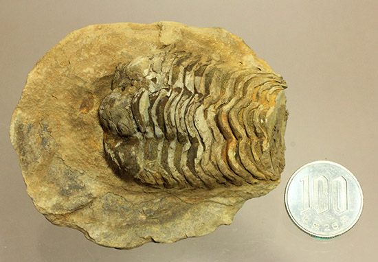 ２つで１セットのお得標本！初期の三葉虫がノジュール化石で見られます。カリメネ種（その14）