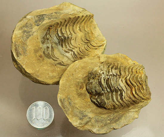 ２つで１セットのお得標本！初期の三葉虫がノジュール化石で見られます。カリメネ種（その15）