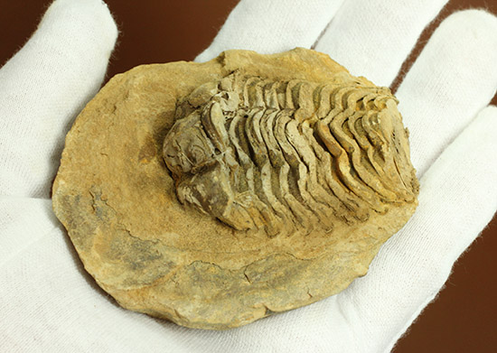 ２つで１セットのお得標本！初期の三葉虫がノジュール化石で見られます。カリメネ種（その3）