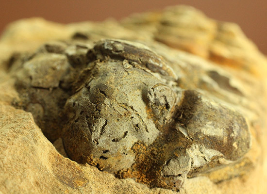 ２つで１セットのお得標本！初期の三葉虫がノジュール化石で見られます。カリメネ種（その5）