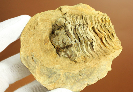 ２つで１セットのお得標本！初期の三葉虫がノジュール化石で見られます。カリメネ種（その7）