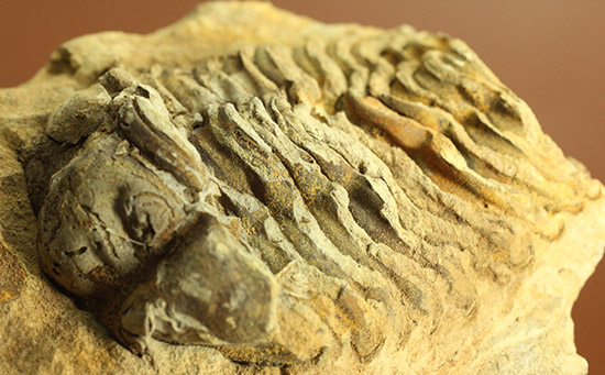 ２つで１セットのお得標本！初期の三葉虫がノジュール化石で見られます。カリメネ種（その8）