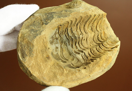 ２つで１セットのお得標本！初期の三葉虫がノジュール化石で見られます。カリメネ種（その9）
