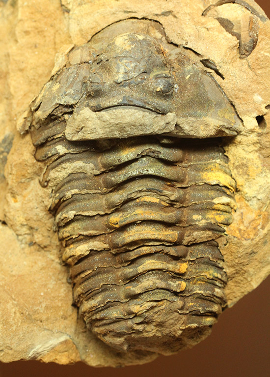 母岩含め１.１キロの重量標本！グロテスクなまでの体節が見られる、カリメネ三葉虫ノジュール標本/古生代オルドビス紀（5億500万 -- 4億4600万年前）【tr508】