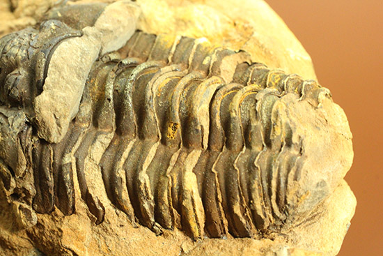 母岩含め1.1キロの重量標本!グロテスクなまでの体節が見られる、カリメネ三葉虫ノジュール標本(その11)