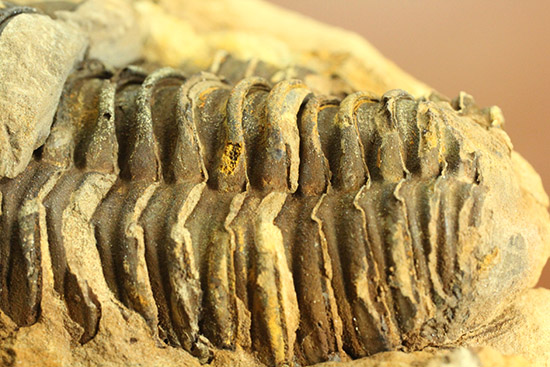 母岩含め1.1キロの重量標本!グロテスクなまでの体節が見られる、カリメネ三葉虫ノジュール標本(その12)