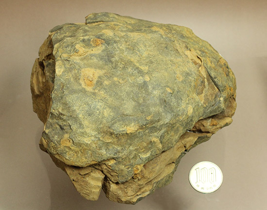 母岩含め1.1キロの重量標本!グロテスクなまでの体節が見られる、カリメネ三葉虫ノジュール標本(その13)