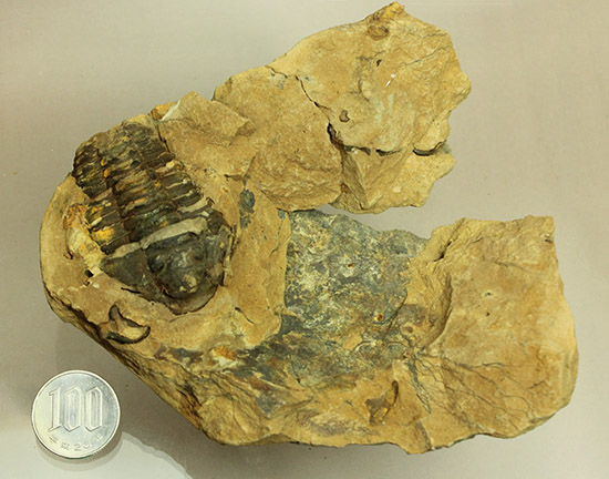 母岩含め１.１キロの重量標本！グロテスクなまでの体節が見られる、カリメネ三葉虫ノジュール標本（その14）