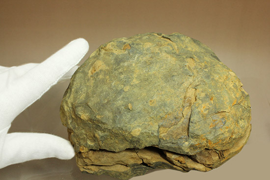 母岩含め1.1キロの重量標本!グロテスクなまでの体節が見られる、カリメネ三葉虫ノジュール標本(その2)