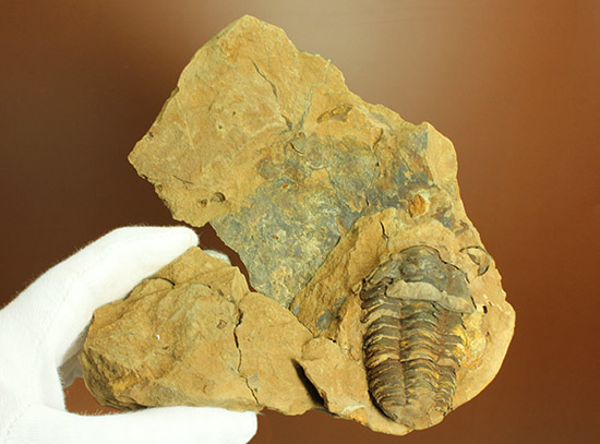 母岩含め１.１キロの重量標本！グロテスクなまでの体節が見られる、カリメネ三葉虫ノジュール標本/古生代オルドビス紀（5億500万 -- 4億4600万年前）【tr508】